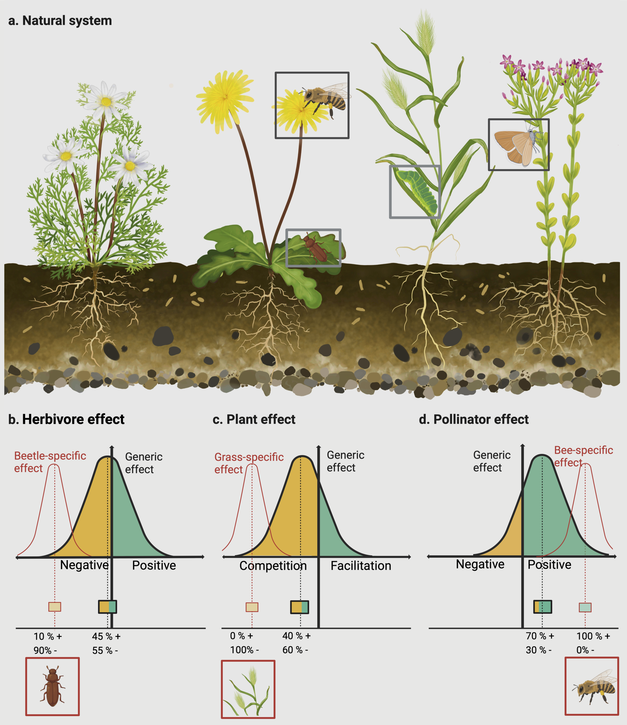 A continuum from positive to negative interactions drives plant species' performance in a diverse community